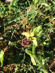 Ophrys sphegodes