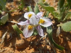 Moraea