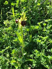 Ophrys sphegodes
