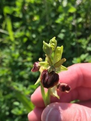 Ophrys sphegodes