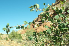 Amelanchier utahensis