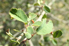 Amelanchier utahensis