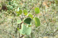 Amelanchier utahensis