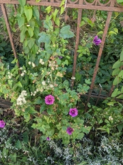 Malva sylvestris mauritiana