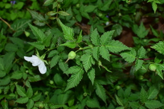 Rubus rosifolius