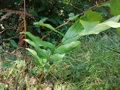 Polygonatum odoratum
