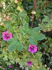 Malva sylvestris mauritiana