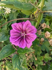 Malva sylvestris mauritiana