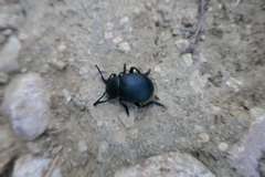 Timarcha tenebricosa
