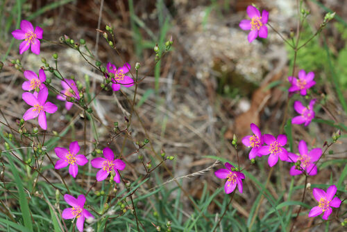 Phemeranthus