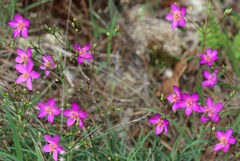 Phemeranthus calycinus