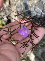 Agalinis tenuifolia