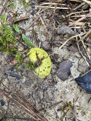 Apatelodes torrefacta