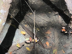 Lepisosteus platyrhincus