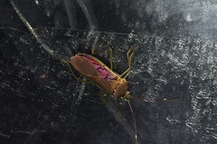 Paradasynus spinosus