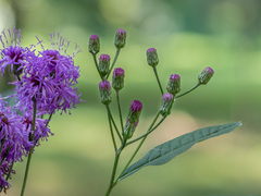Vernonia gigantea