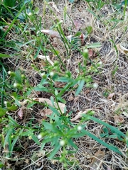 Erigeron canadensis