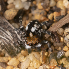 Euophryini