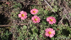 Oxalis obtusa