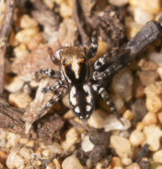 Euophryini
