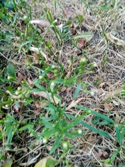 Erigeron canadensis