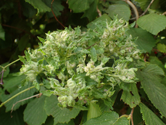 Aceria lycopersici