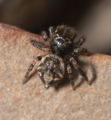 Maratus boranup