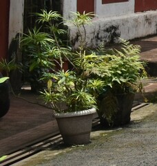 Catharanthus roseus roseus