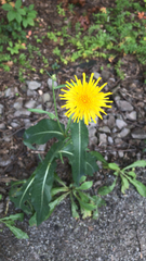 Sonchus arvensis