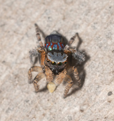 Maratus fletcheri