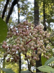 Viburnum nudum