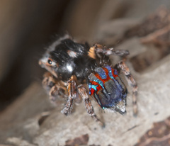 Maratus fletcheri