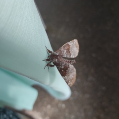 Apatelodes albipunctata