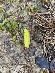 Apatelodes torrefacta