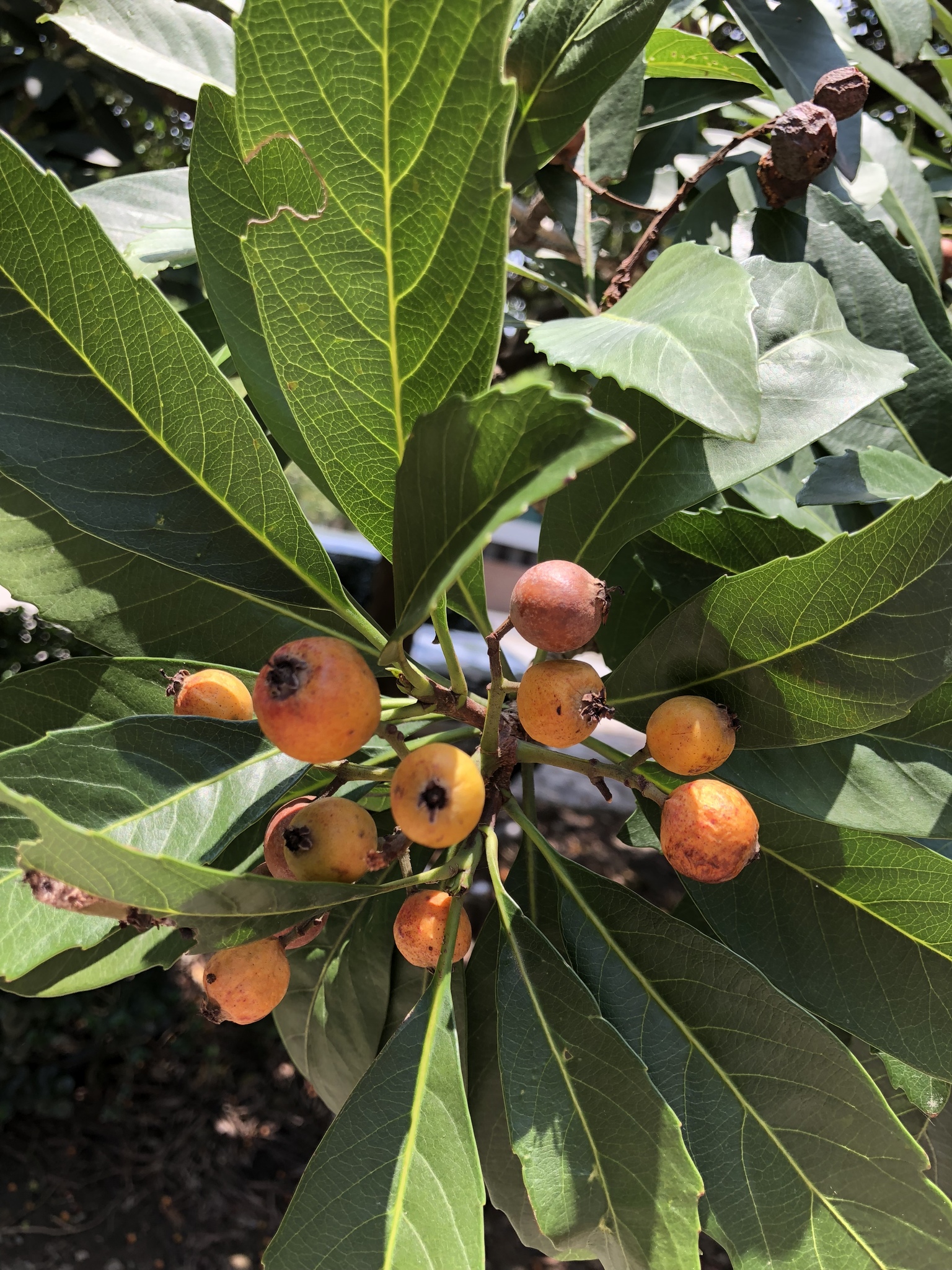 Bronze Loquat