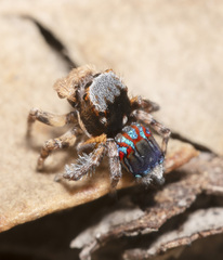 Maratus fletcheri