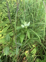 Gentiana alba