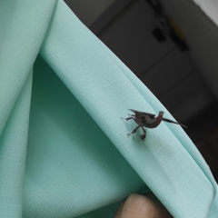 Apatelodes albipunctata