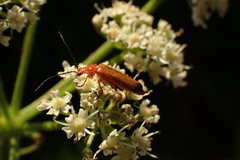 Rhagonycha fulva