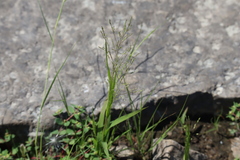 Panicum flexile