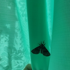 Apatelodes albipunctata