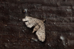 Lathrotelinae