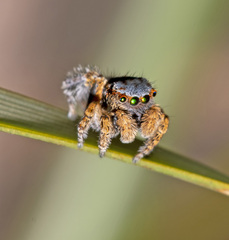 Maratus fletcheri
