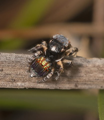 Maratus fletcheri