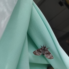 Apatelodes albipunctata