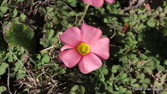 Oxalis obtusa