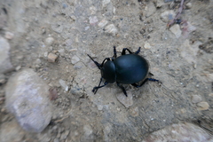 Timarcha tenebricosa
