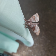 Apatelodes albipunctata