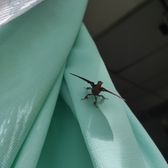 Apatelodes albipunctata