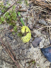 Apatelodes torrefacta